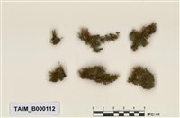 藏品(小曲尾苔屬)的圖片